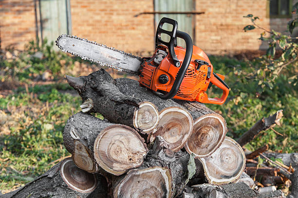 Dead Tree Removal in Redwood City, CA